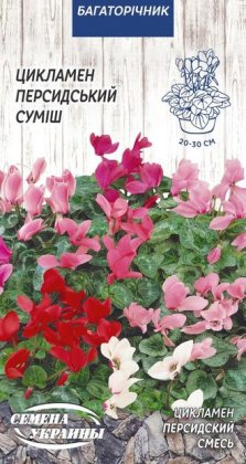 Цикламен Персидський (суміш) [5шт]