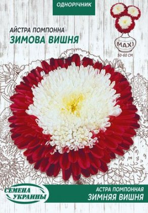 МАКСІ Айстра Помпонна ЗИМОВА ВИШНЯ [3г]