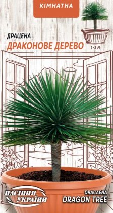 Драцена Драконове дерево [2шт]