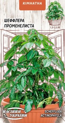 Шеффлера Променелиста [4шт]
