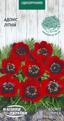 Адоніс Літній [1г]